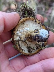 Lactarius turpis