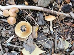 Suillus bovinus