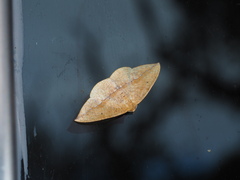 Polyscia argentilinea
