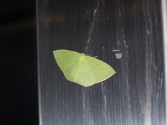 Tanaoctenia haliaria