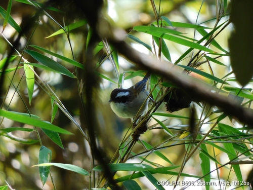 White-browed Fulvetta (Fulvetta vinipectus), photo 8