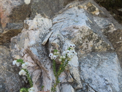 Erica fimbriata