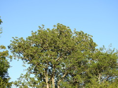 Phytolacca dioica