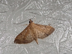 Herpetogramma licarsisalis