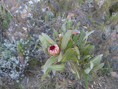 Protea lorifolia