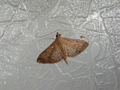 Herpetogramma licarsisalis