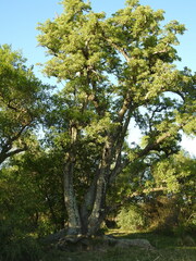 Phytolacca dioica