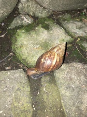 Lissachatina fulica