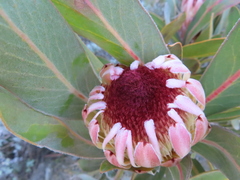 Protea lorifolia