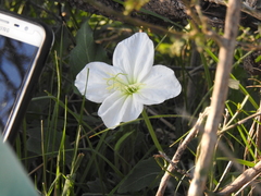 Oenothera centaurifolia