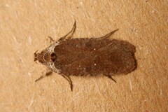 Agonopterix cnicella