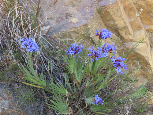 Image of Nivenia binata by (c) linkie, some rights reserved (CC BY)