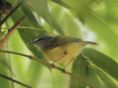 Abroscopus superciliaris