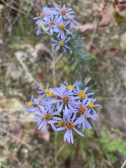 Ionactis linariifolia
