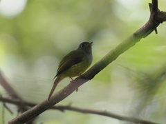 Culicicapa ceylonensis