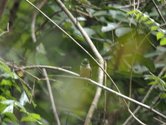 Eurylaimus ochromalus