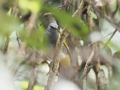 Rubigula cyaniventris