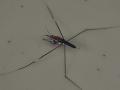 Limnometra