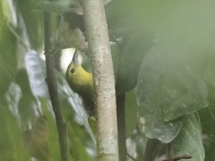 Aegithina lafresnayei