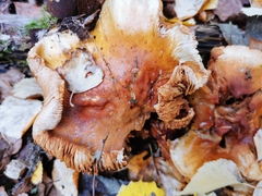 Craterellus lutescens