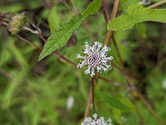 Melanthera nivea