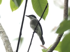 Hemipus hirundinaceus