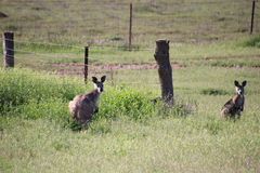 Osphranter robustus erubescens