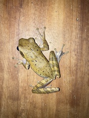 Polypedates leucomystax