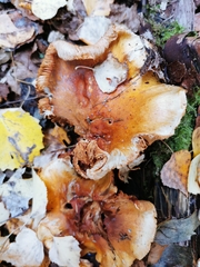 Craterellus lutescens