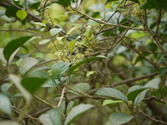 Embelia tsjeriam-cottam
