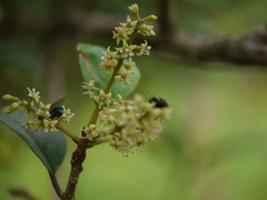 Embelia tsjeriam-cottam