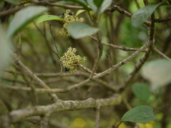 Embelia tsjeriam-cottam