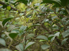 Embelia tsjeriam-cottam