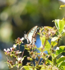 Graphium cloanthus
