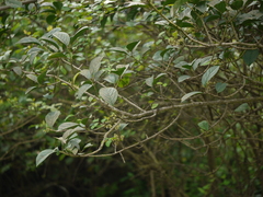 Embelia tsjeriam-cottam