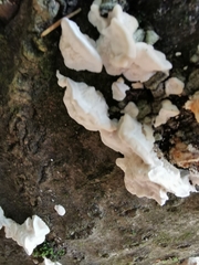 Neoantrodia serialis