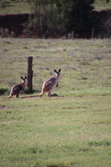 Osphranter robustus erubescens