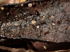 Cryptomarasmius corbariensis
