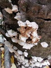 Neoantrodia serialis