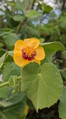 Abutilon