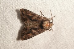 Dryobotodes tenebrosa