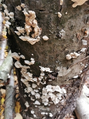 Neoantrodia serialis