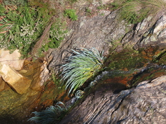 Gladiolus aquamontanus