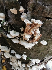 Neoantrodia serialis