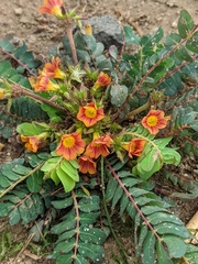 Biophytum sensitivum