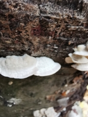 Neoantrodia serialis