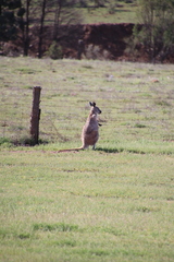 Osphranter robustus erubescens