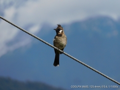 Pycnonotus leucogenys