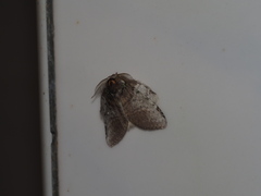 Liparopsis postalbida