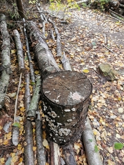 Neoantrodia serialis